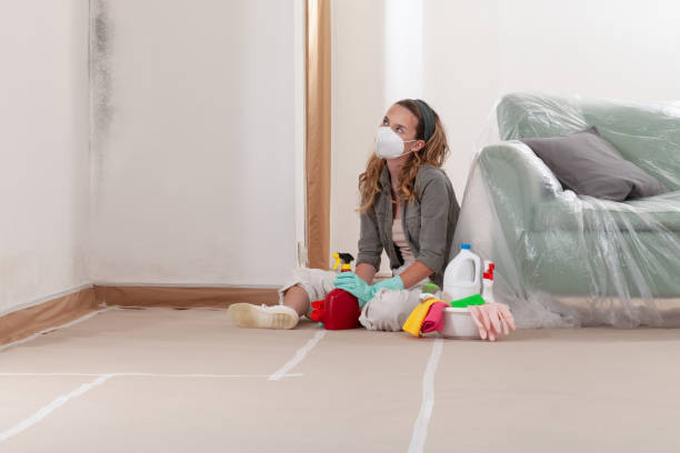 Reliable Black Mold Remediation contractor in Granville, IL by Car Mold Remediation