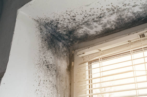 Affordable Black Mold Remediation solutions in Granville, IL